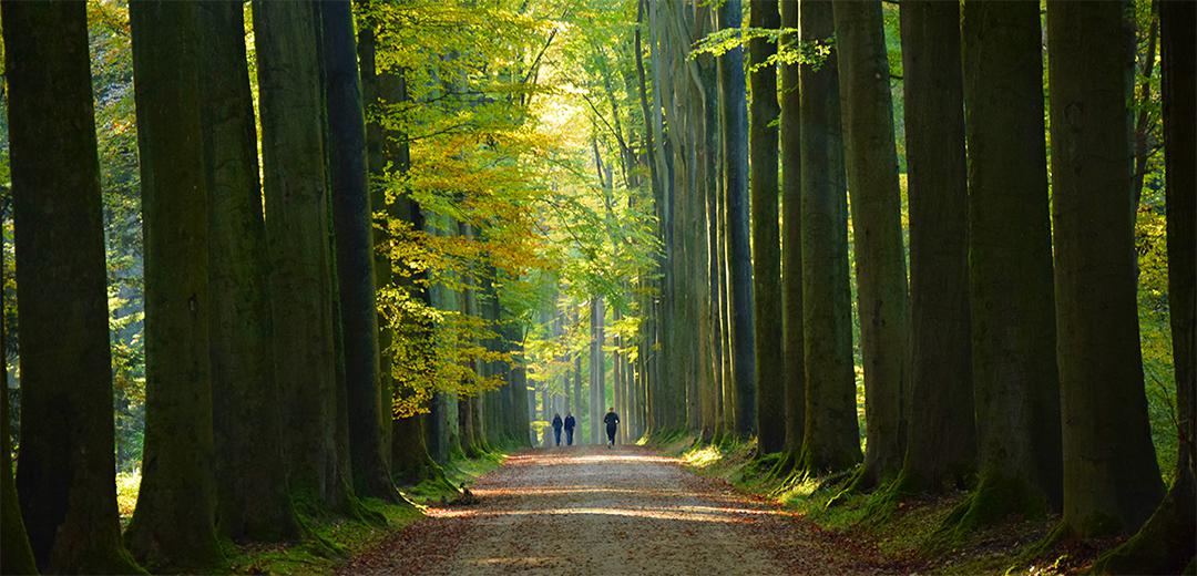 Sonian Forest