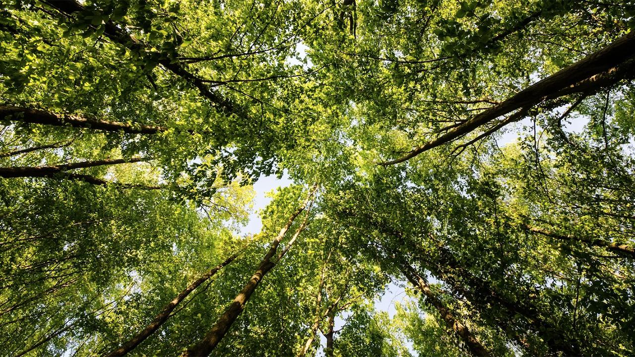 ForestBathing1