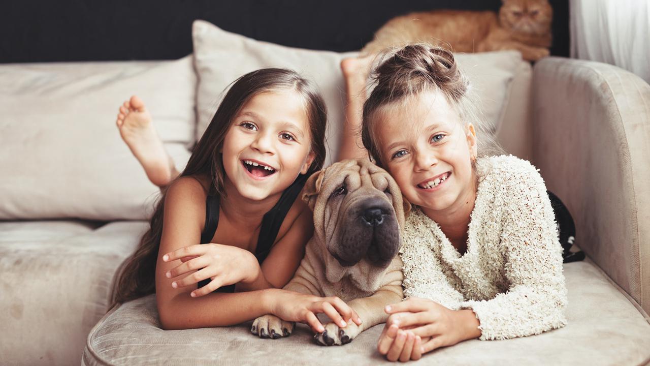 Brussels, pets friendly city