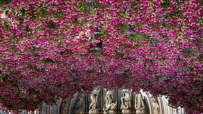 Flowers inside