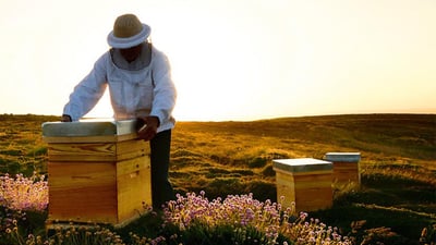 Ethical Luxury Bees