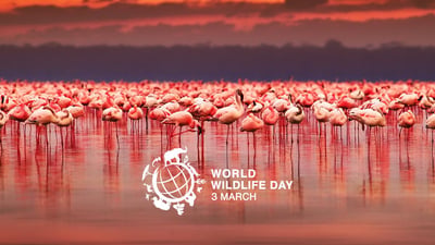 World Wildlife Day
