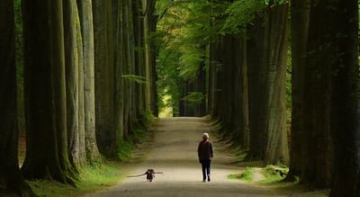 Sonian Forest