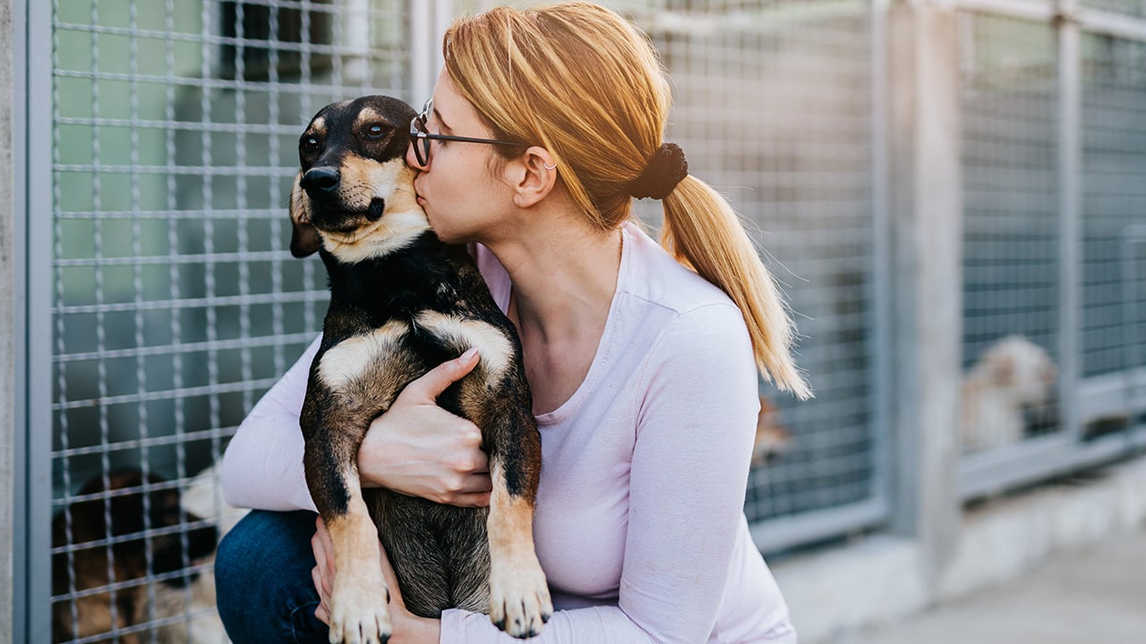 An Insider's story, Dog shelter, by LB