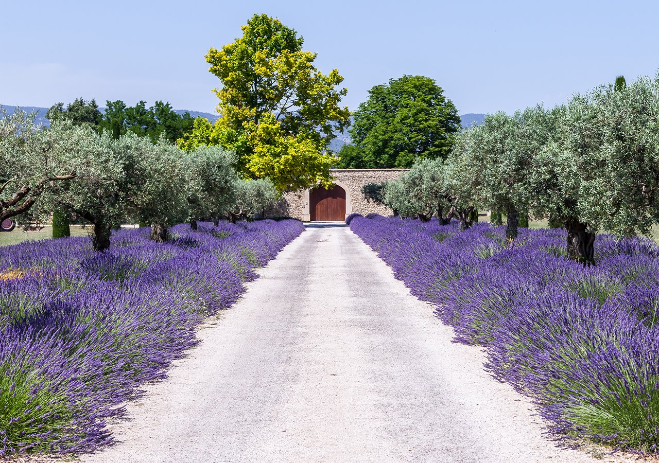 French Riviera - Provence_Lavender_Mas_Magrey_LBpress