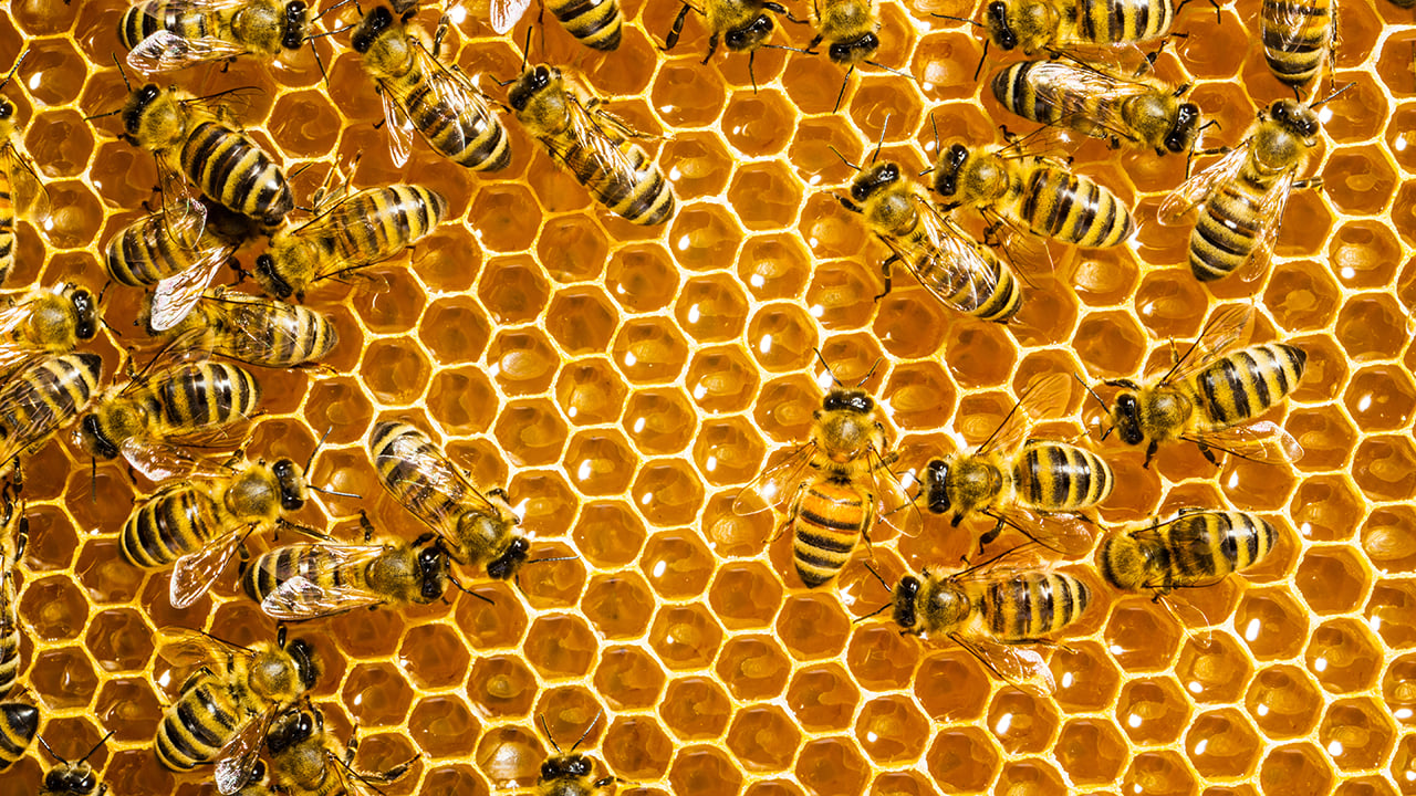 City Honeymakers, by LB