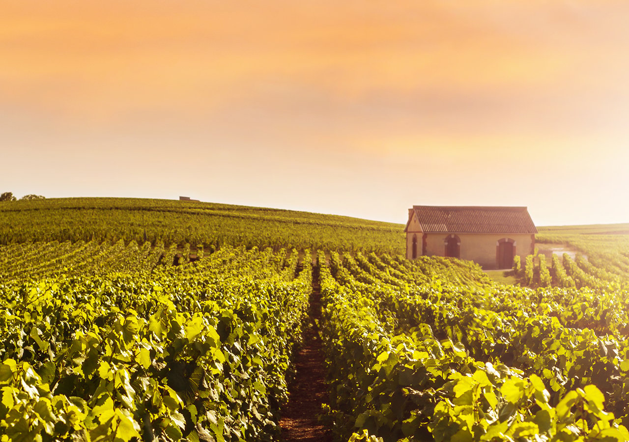 Oyster lovers only - Champagne vineyards - Pleasures