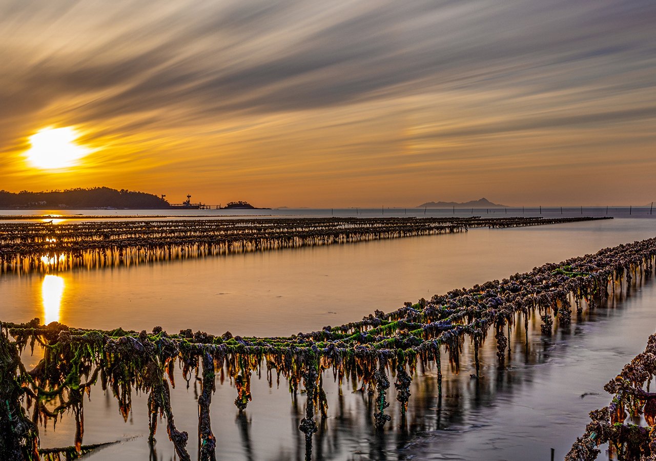 Oyster lovers only - Oyster farm - Pleasures