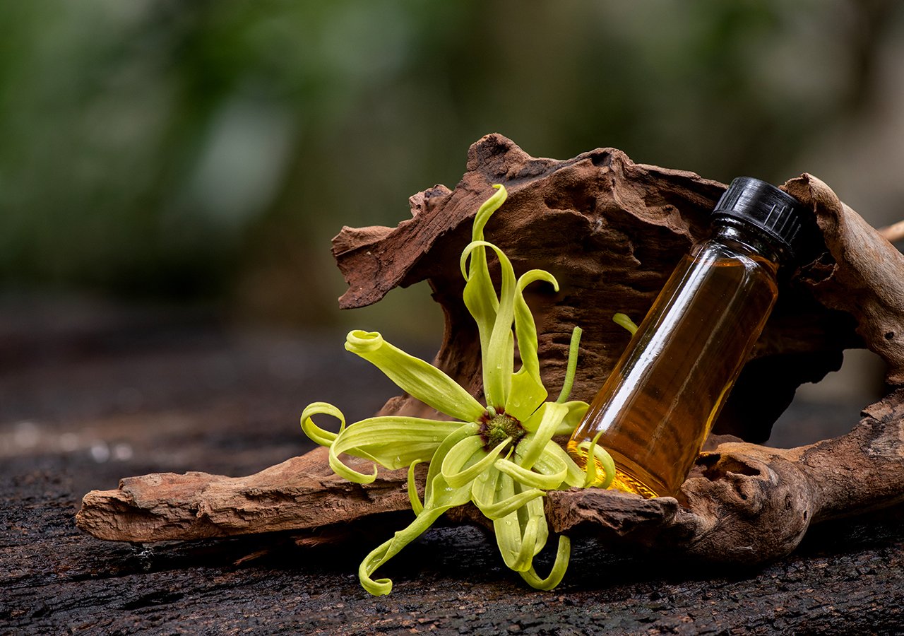 Ylang-Ylang flower - LB Nature driven rev.