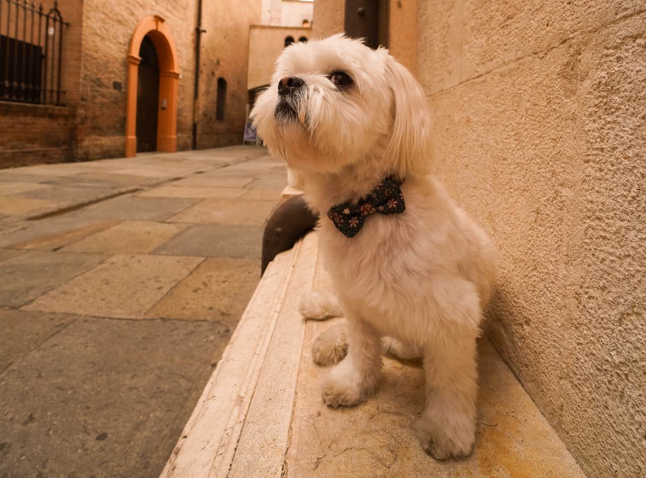 Dog Dolce Vita: Exploring Northern Italy